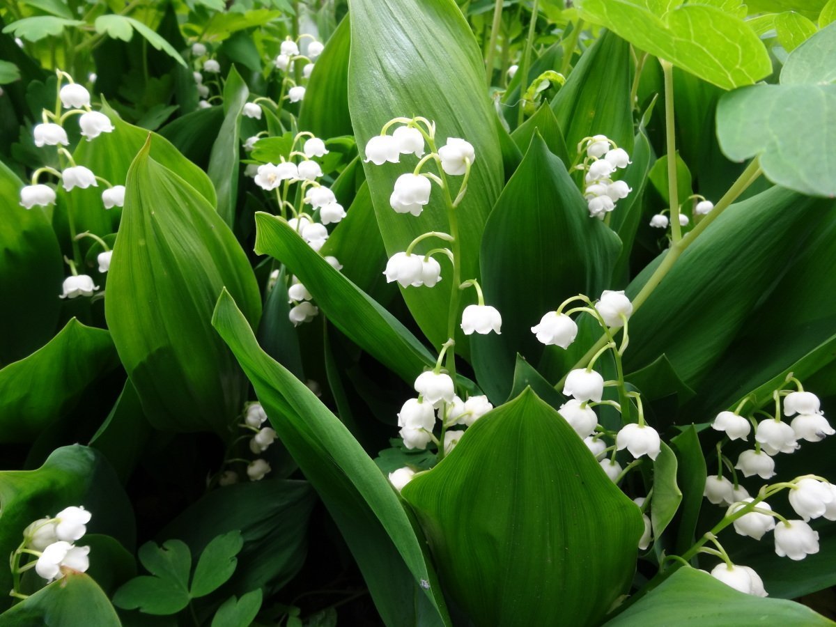 Ландыш Майский бутоны