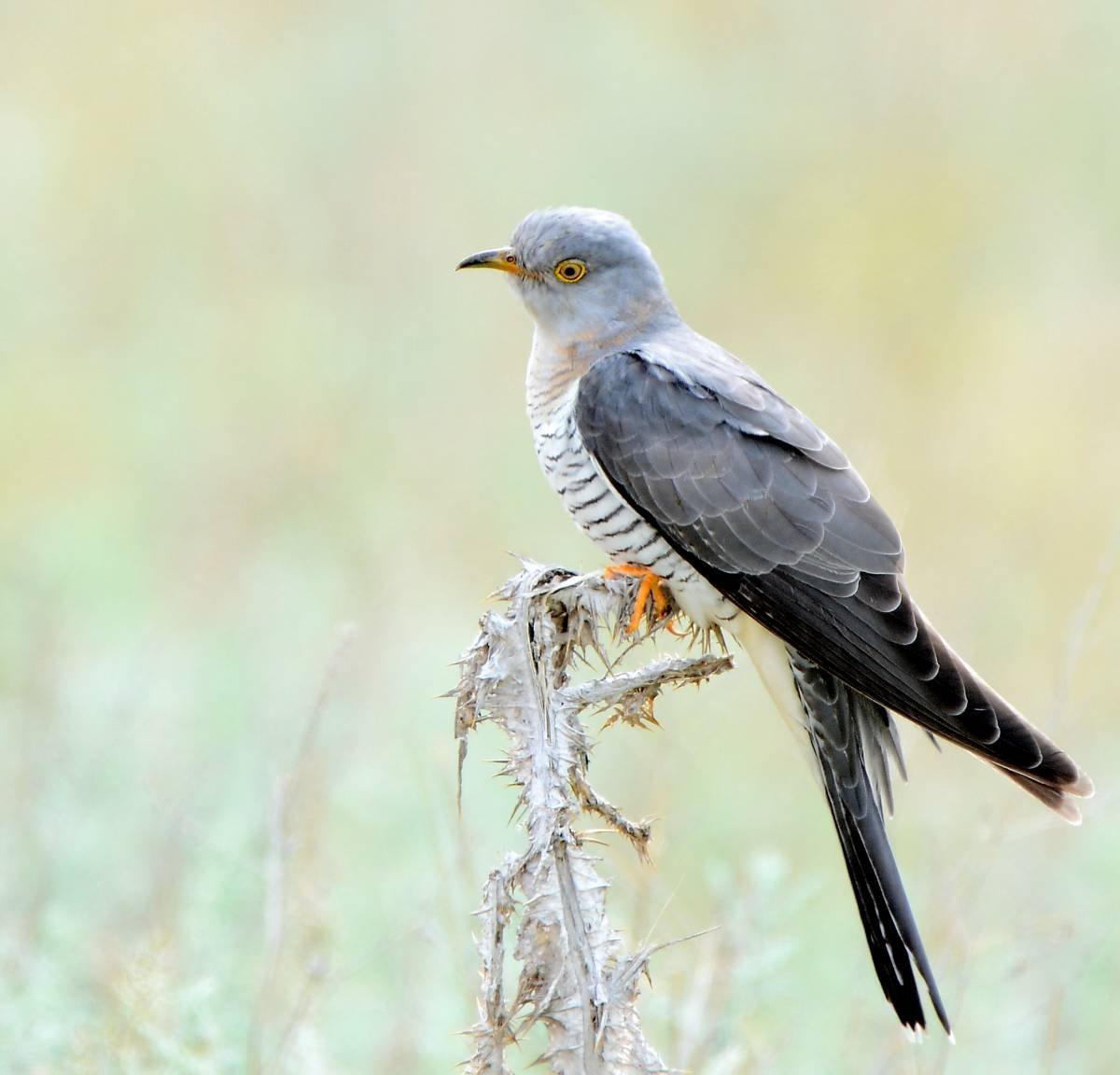 Обыкновенная Кукушка – Cuculus canorus