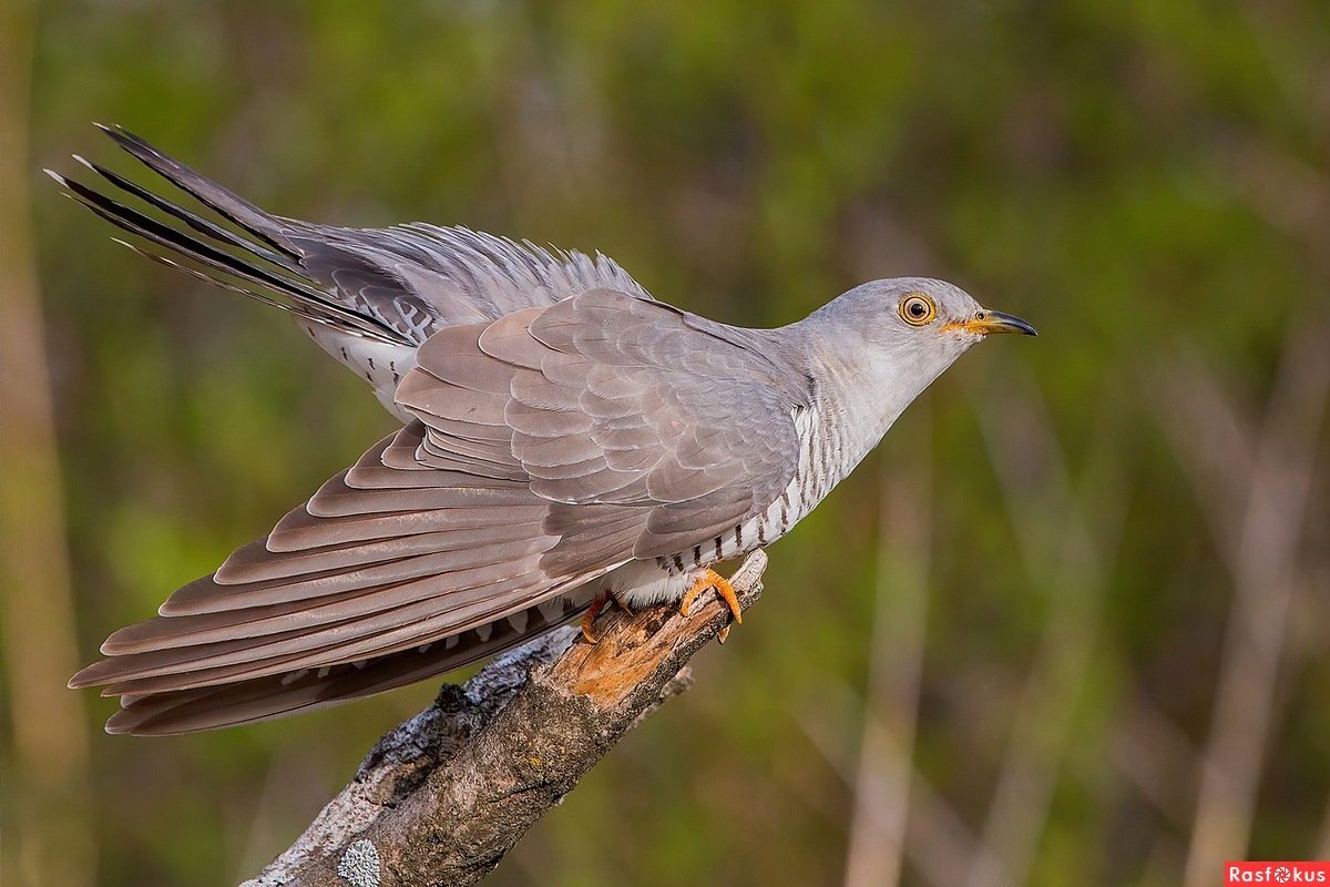 Обыкновенная Кукушка