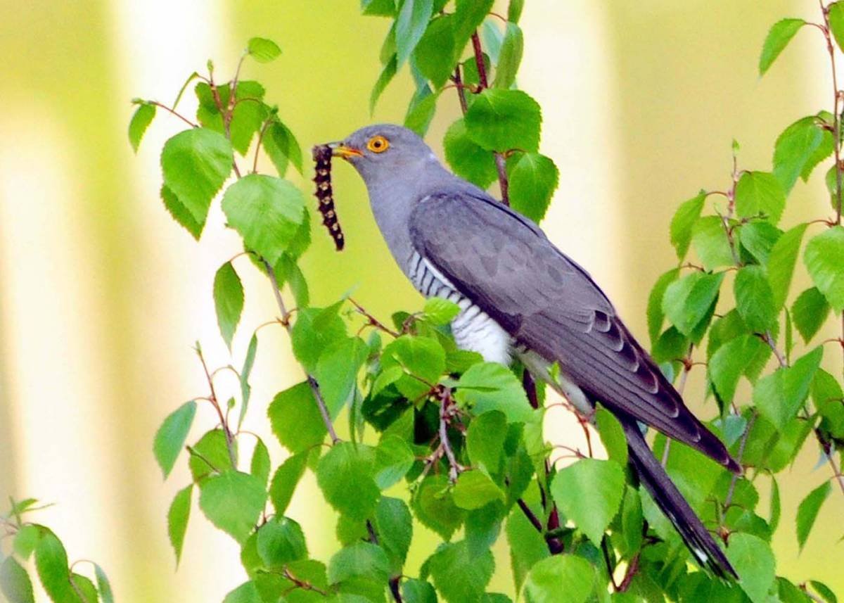Кукушка Лесная