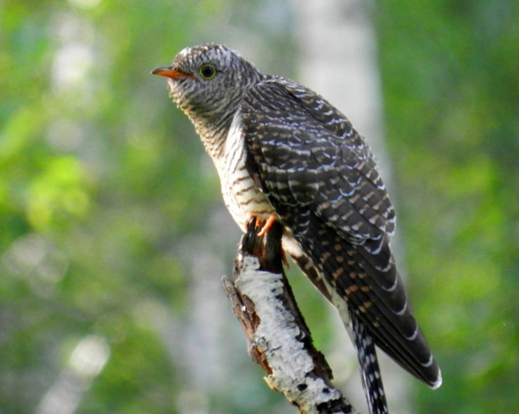 Обыкновенная Кукушка