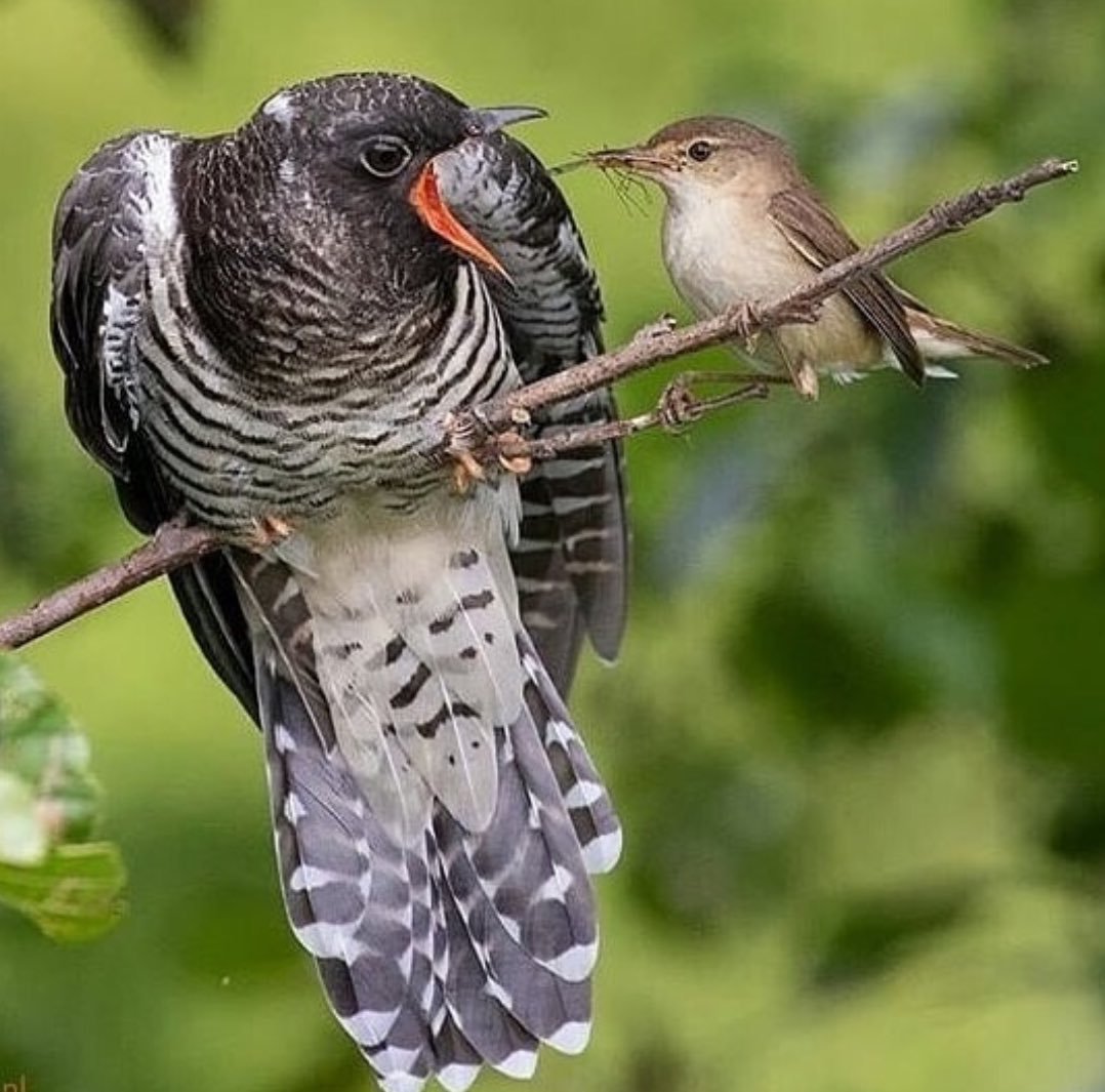 Кукушка самка