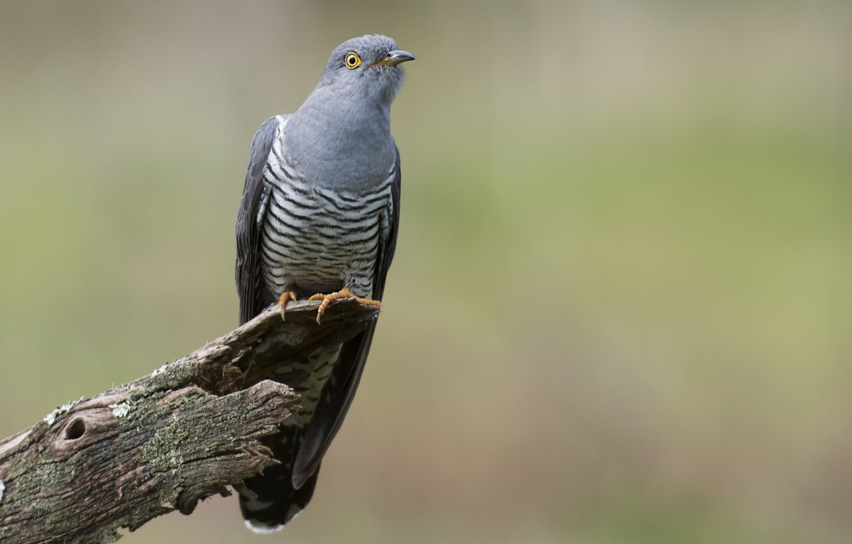 Кукушка Cuculus canorus