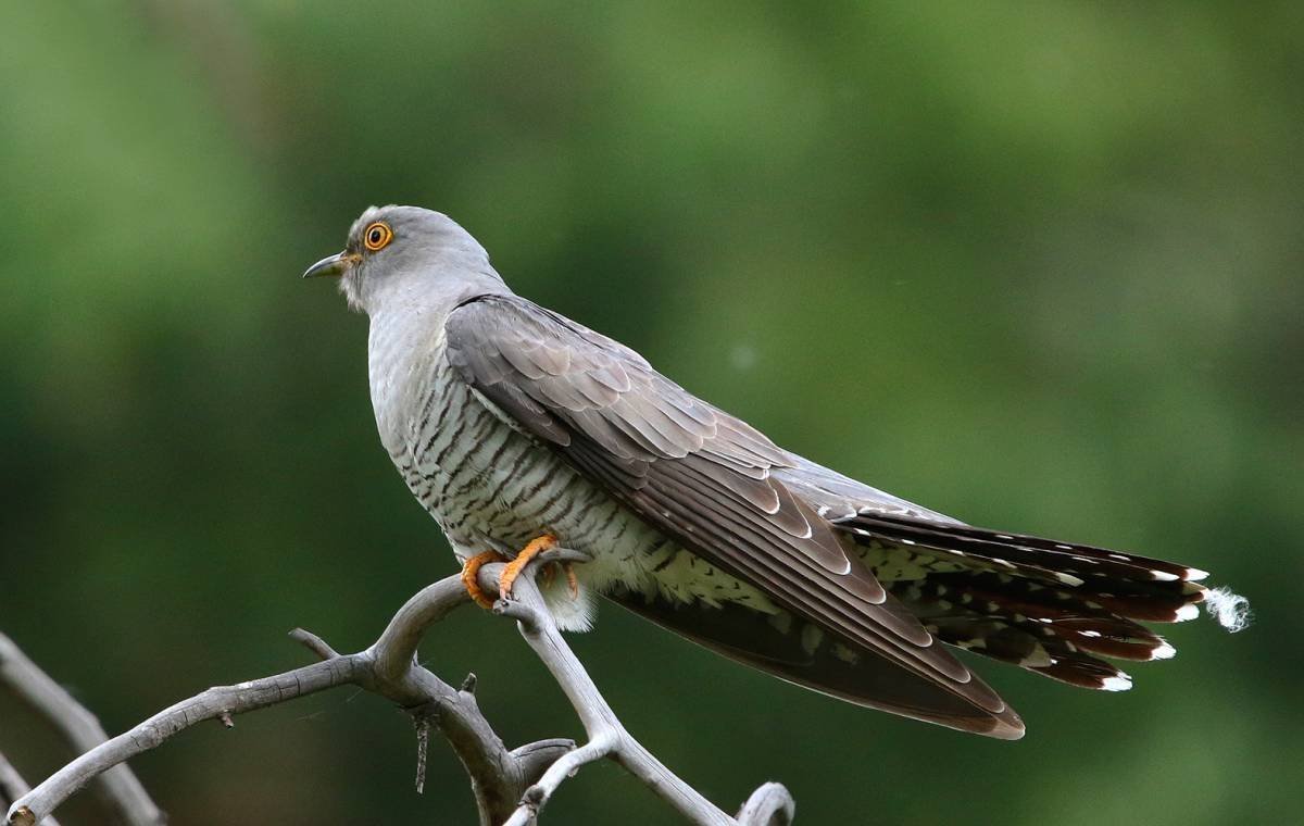 Кукушка Cuckoo