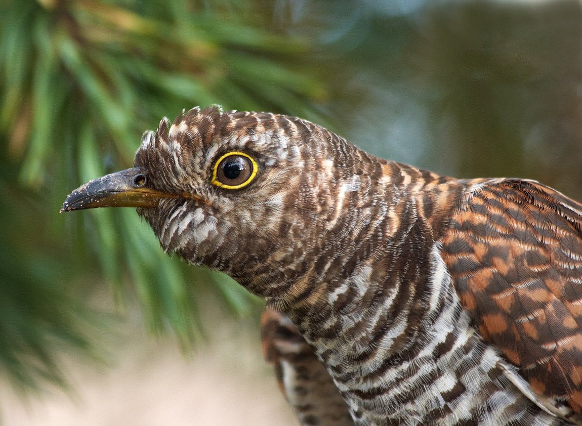 Кукушка в полете