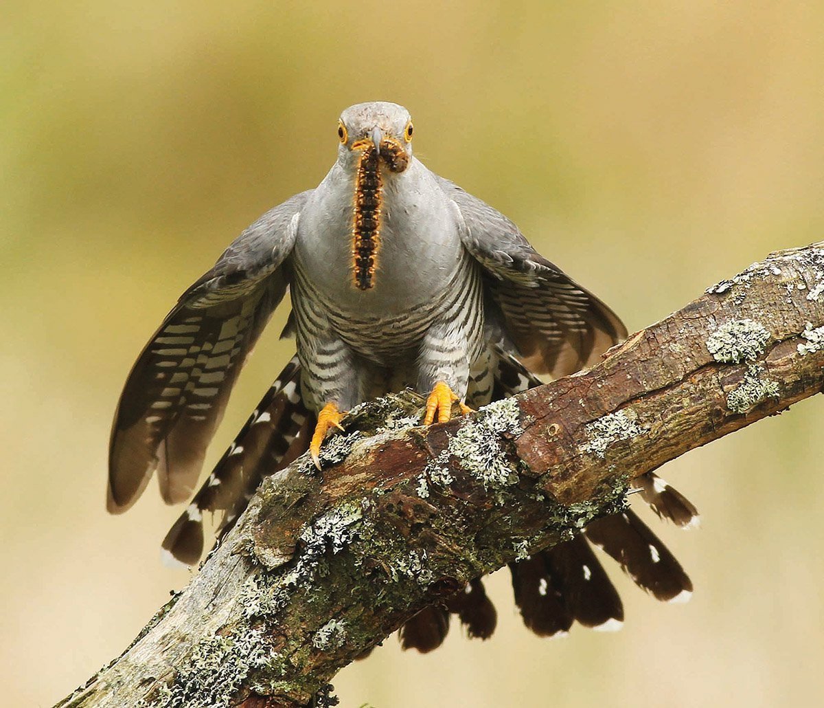 Кукушка рисунок