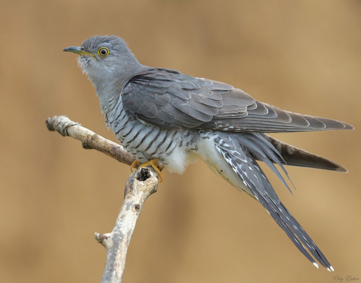 Птицы Приморского края Кукушка