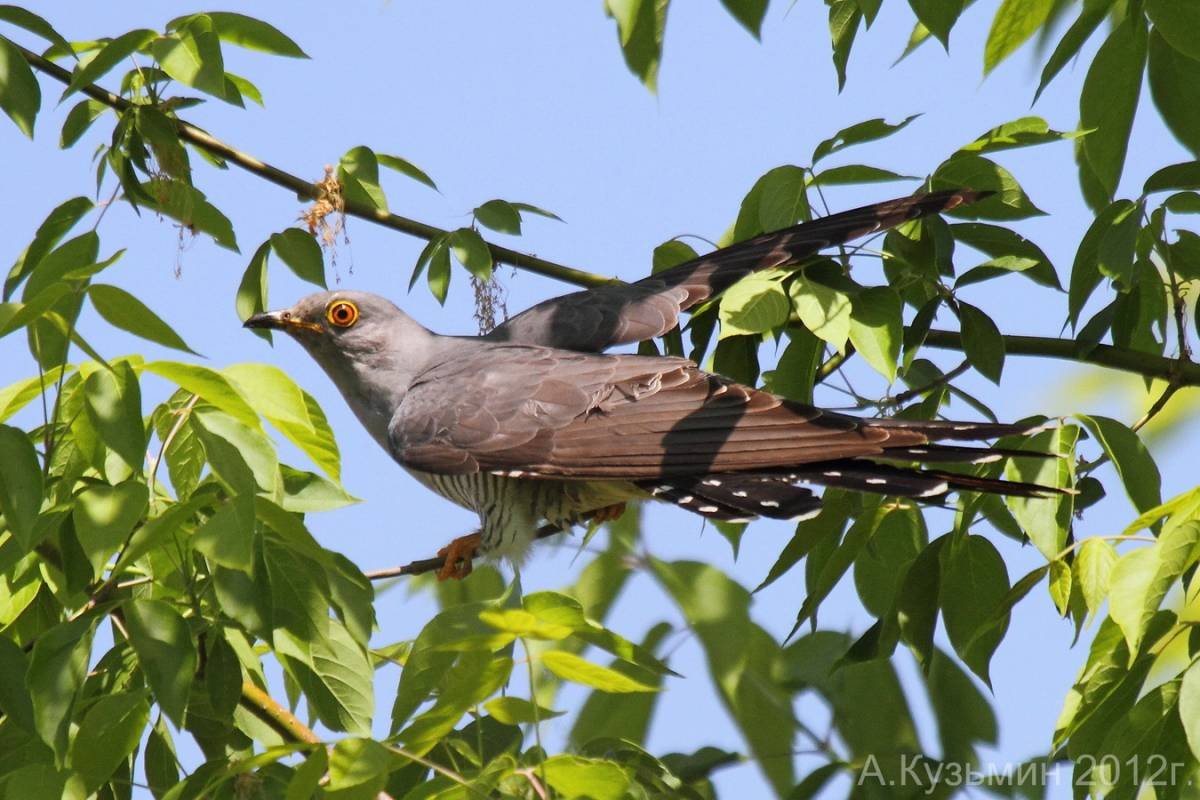 Кукушка фото птицы картинки
