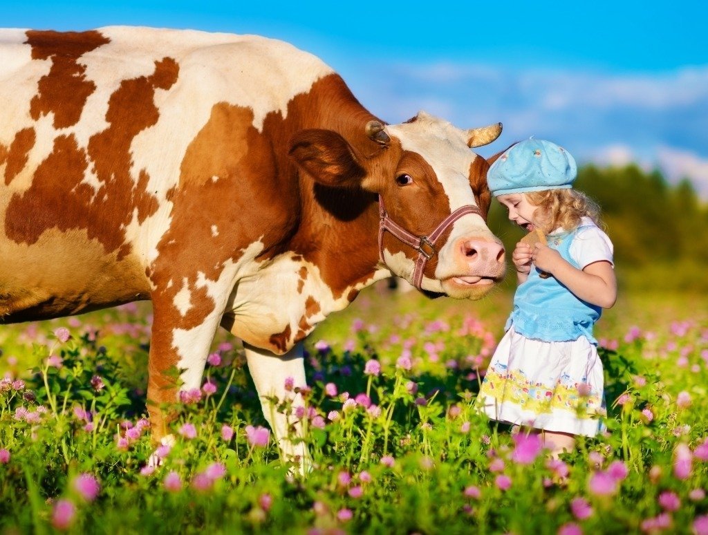 Коровки на лугу