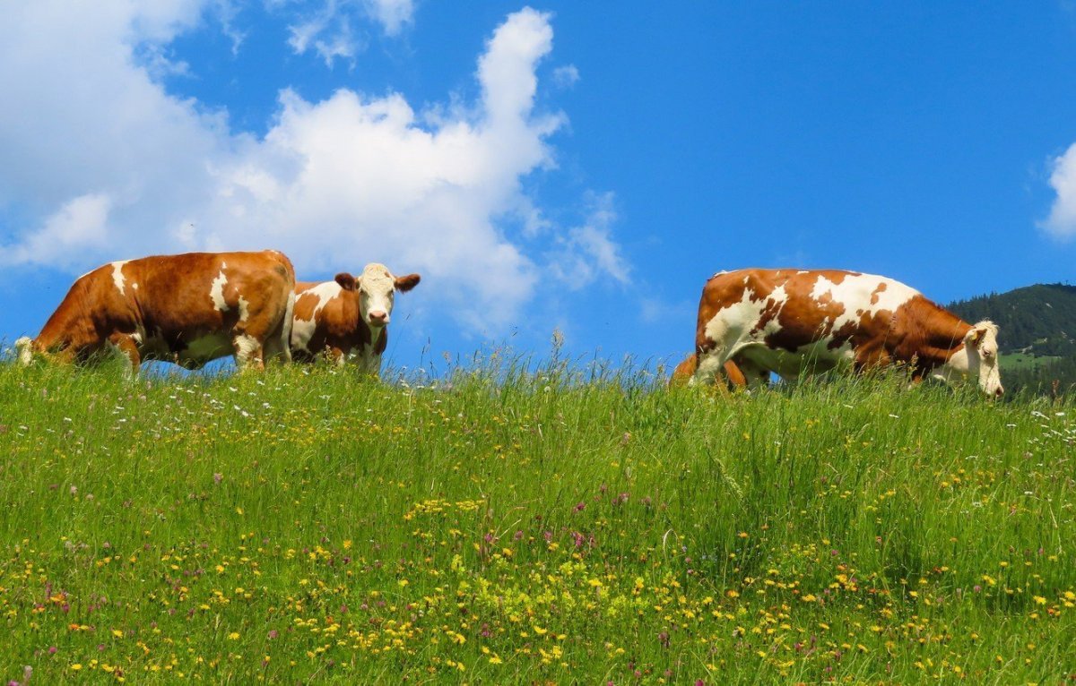 Коровы на лугу