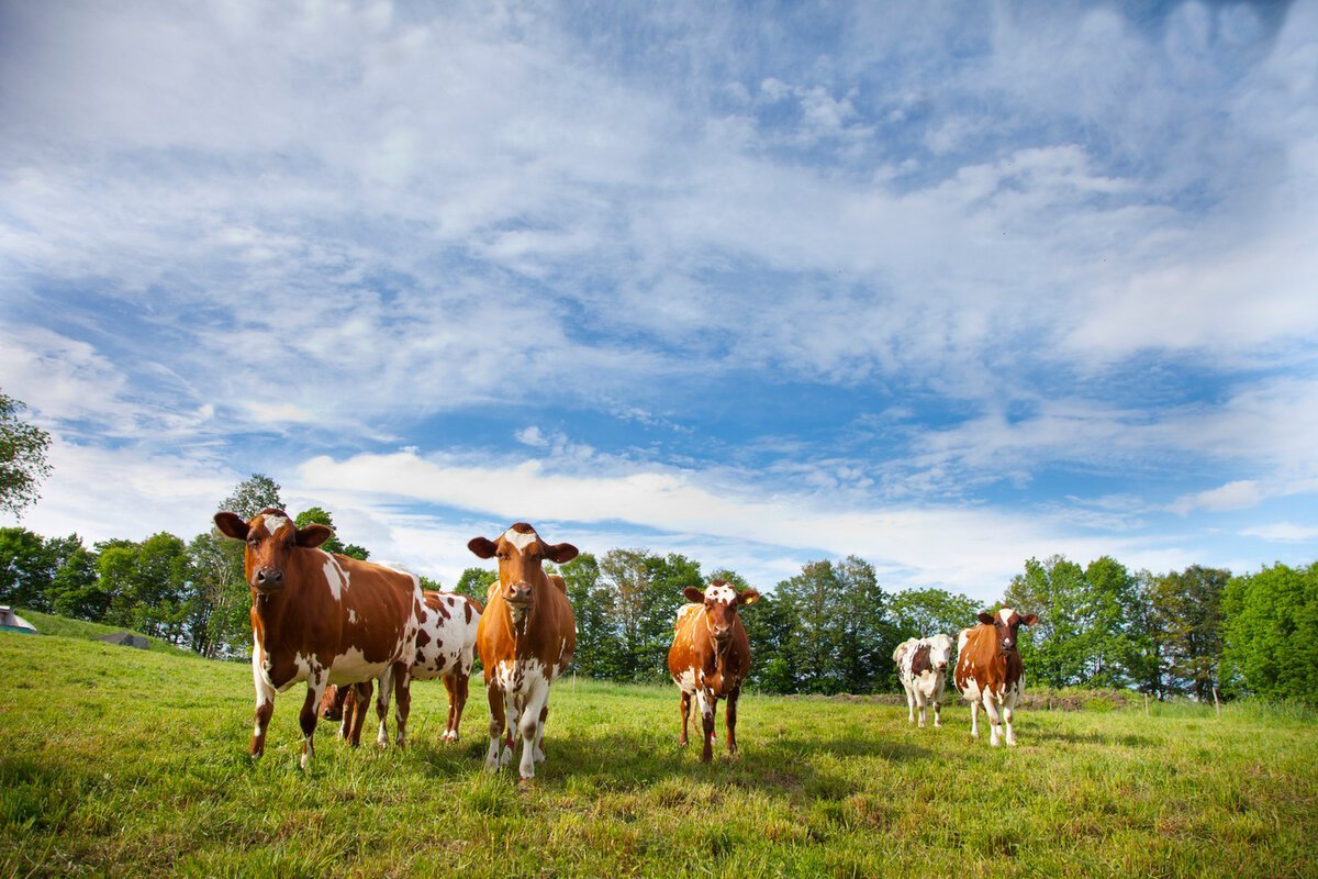 Коровы пасутся