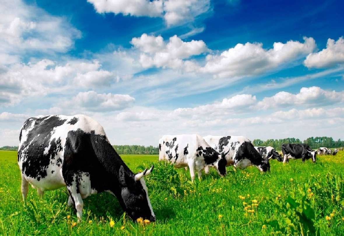 Коровы на лугу