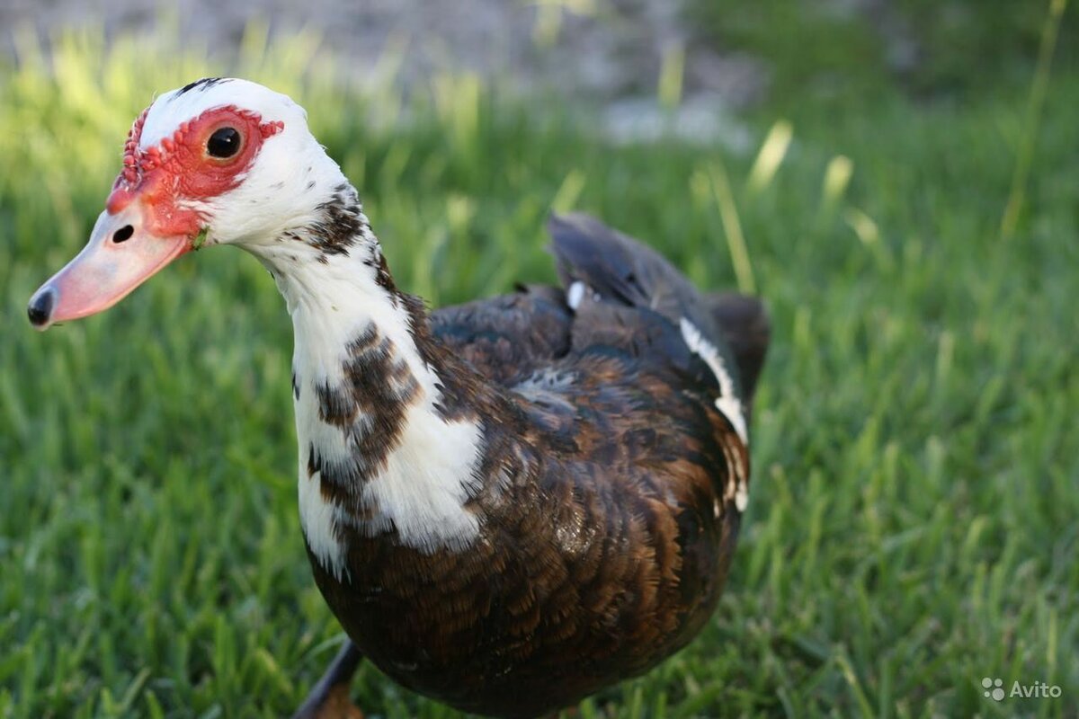 Индоутка мускусная селезень