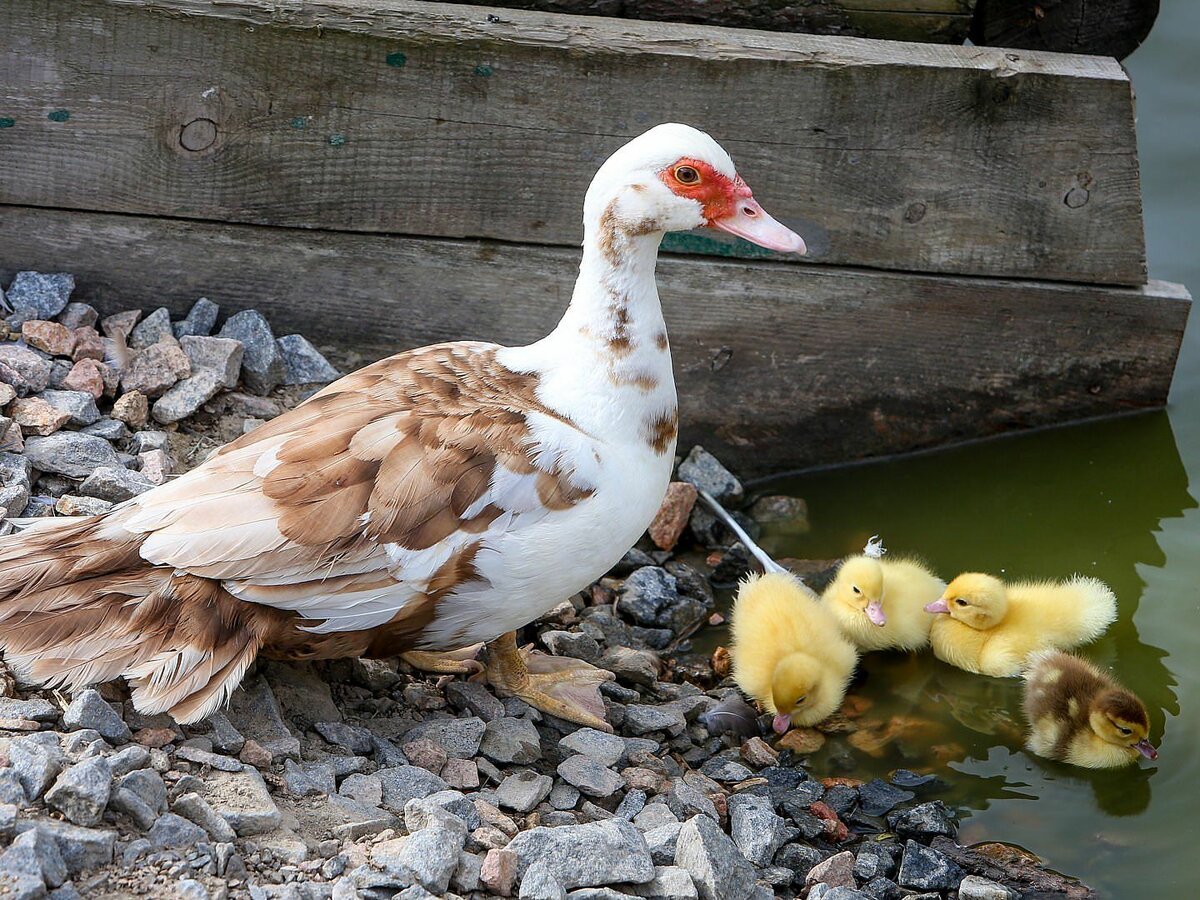 Индоутки мускусные утки