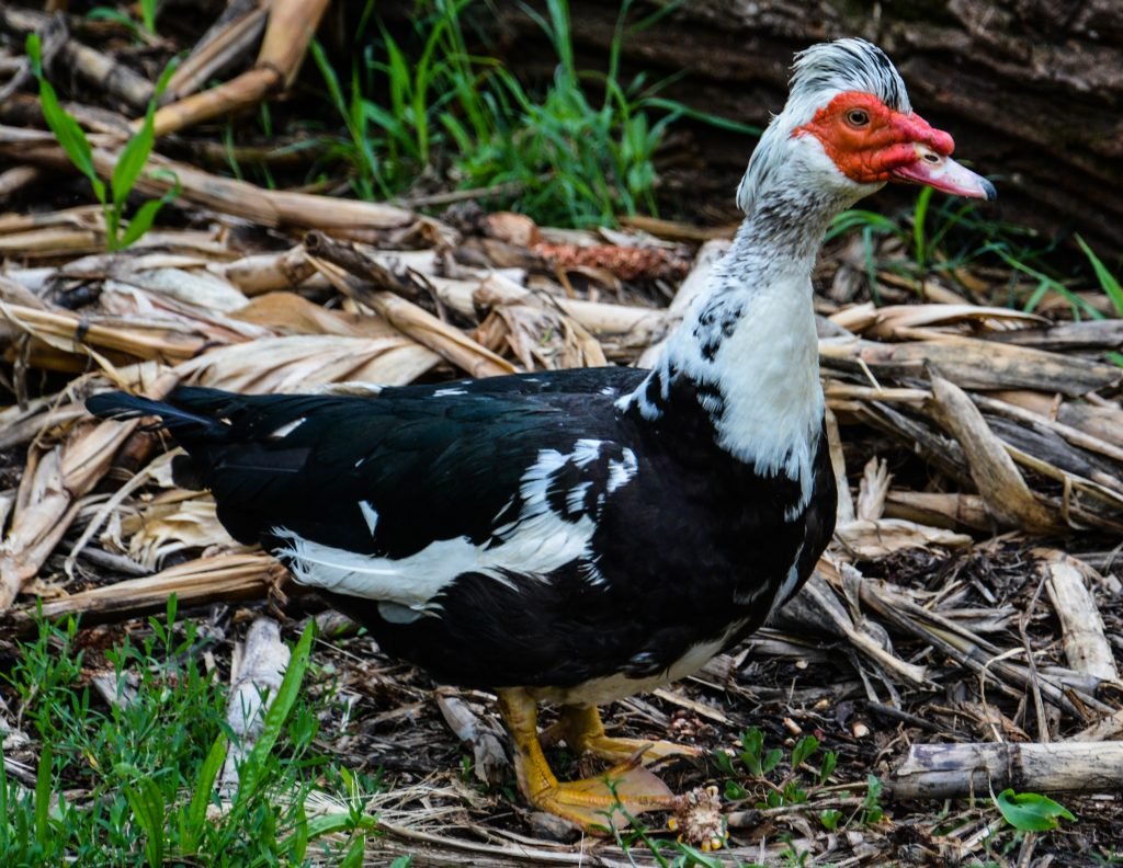 Порода уток индоутка