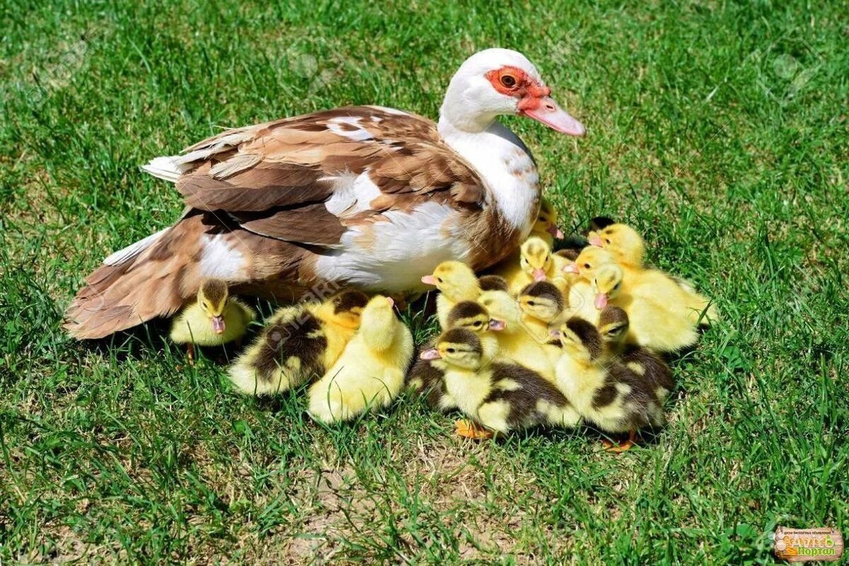 Мускусные утки и индоутята