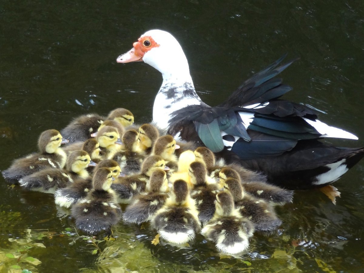 Индоутка ~ 2кг