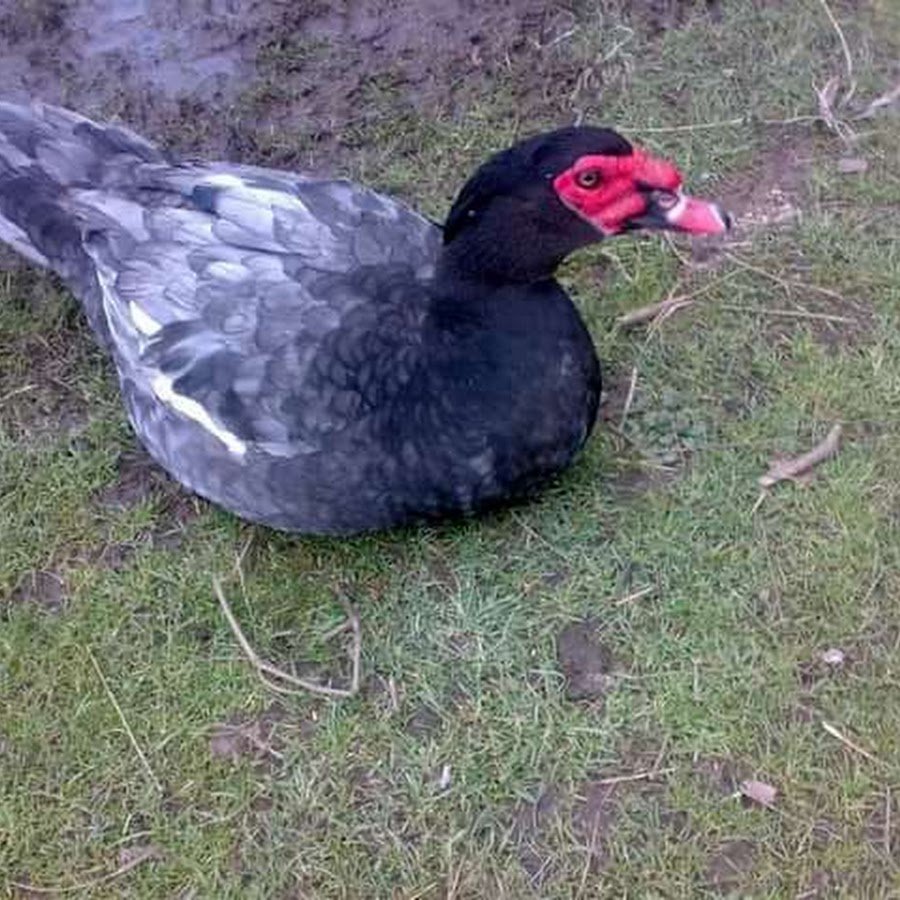 Голубая индоутка