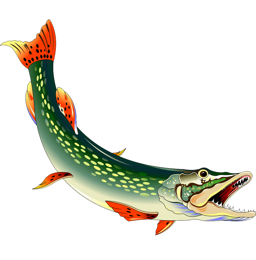 Щука на прозрачном фоне