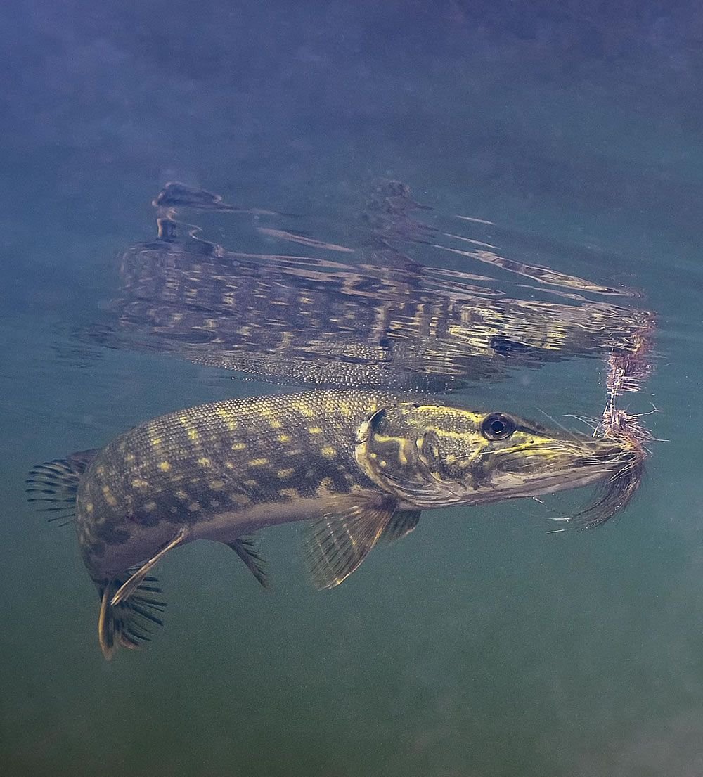 Обыкновенная щука (Esox Lucius)