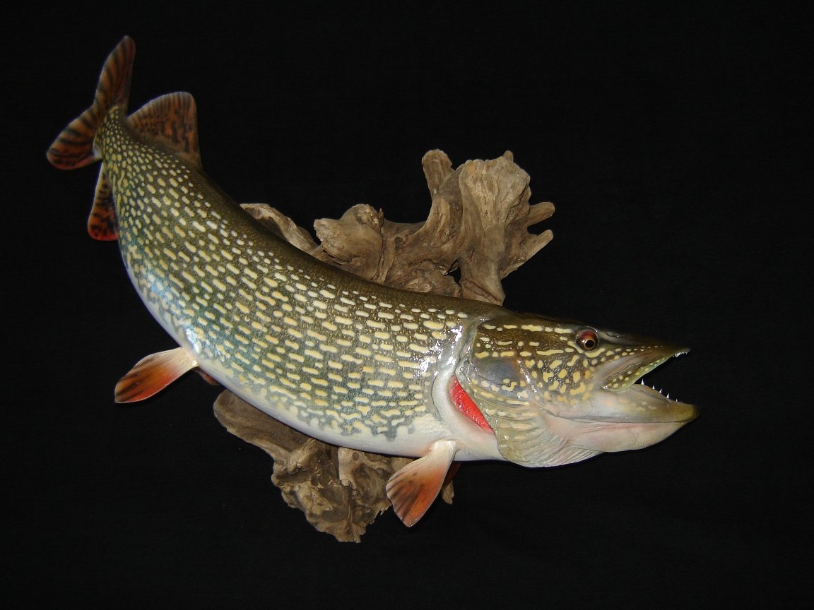 Максикон щука