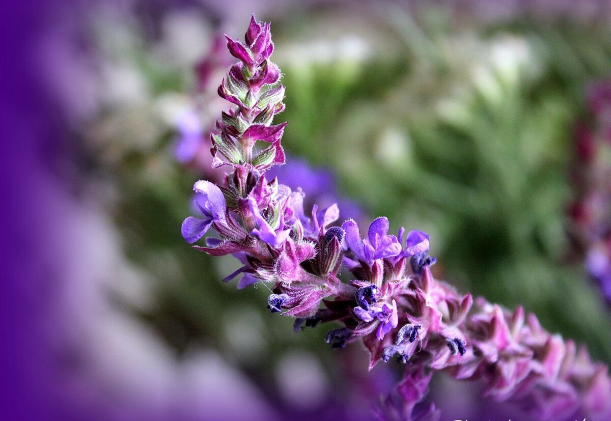 Сиреноголовый игра field