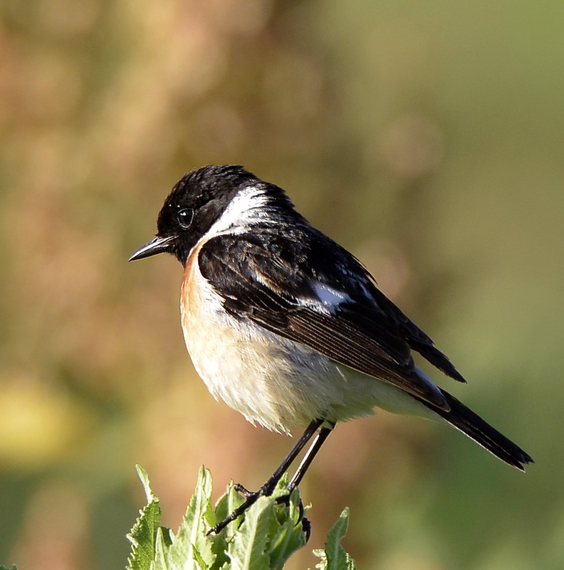 Сайрен Хэд Тревор Хендерсон