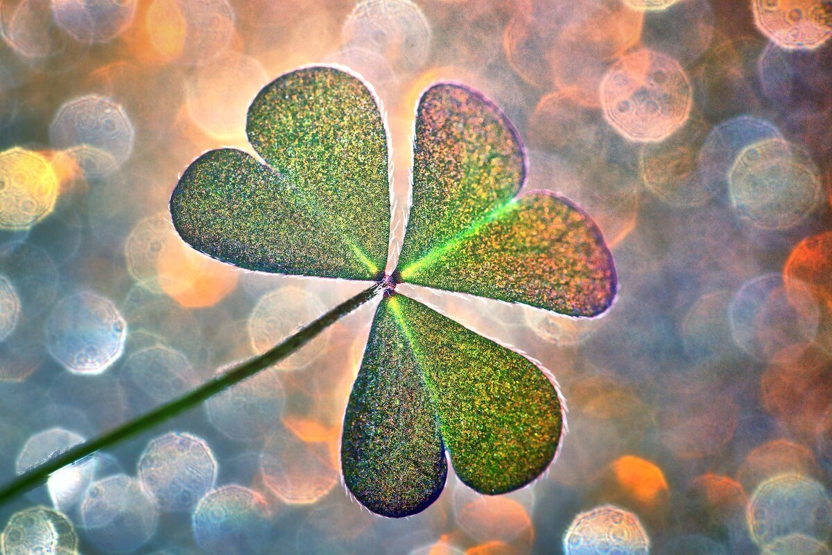 Картина Клевер четырехлистный