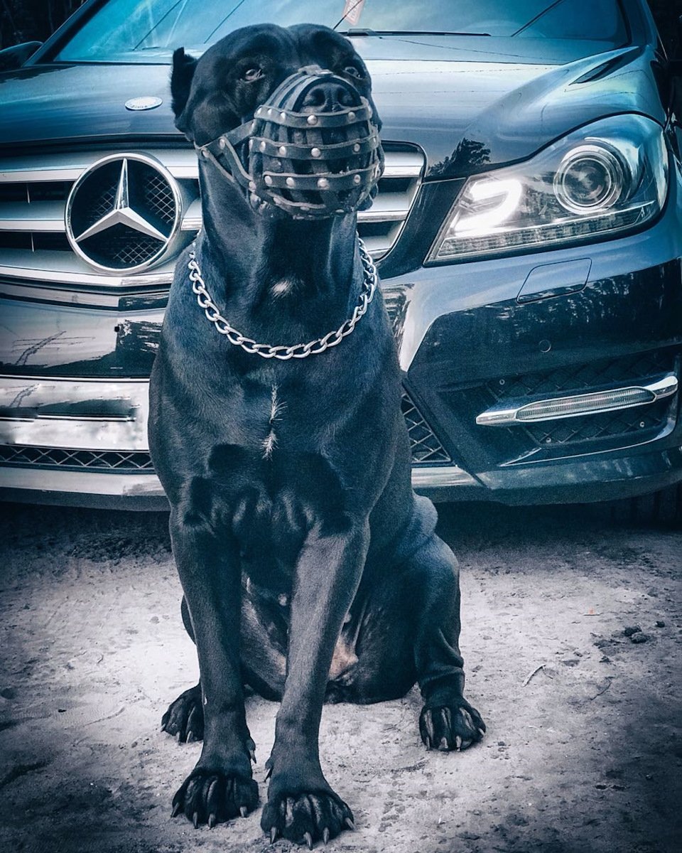 Гагаш Аббасов