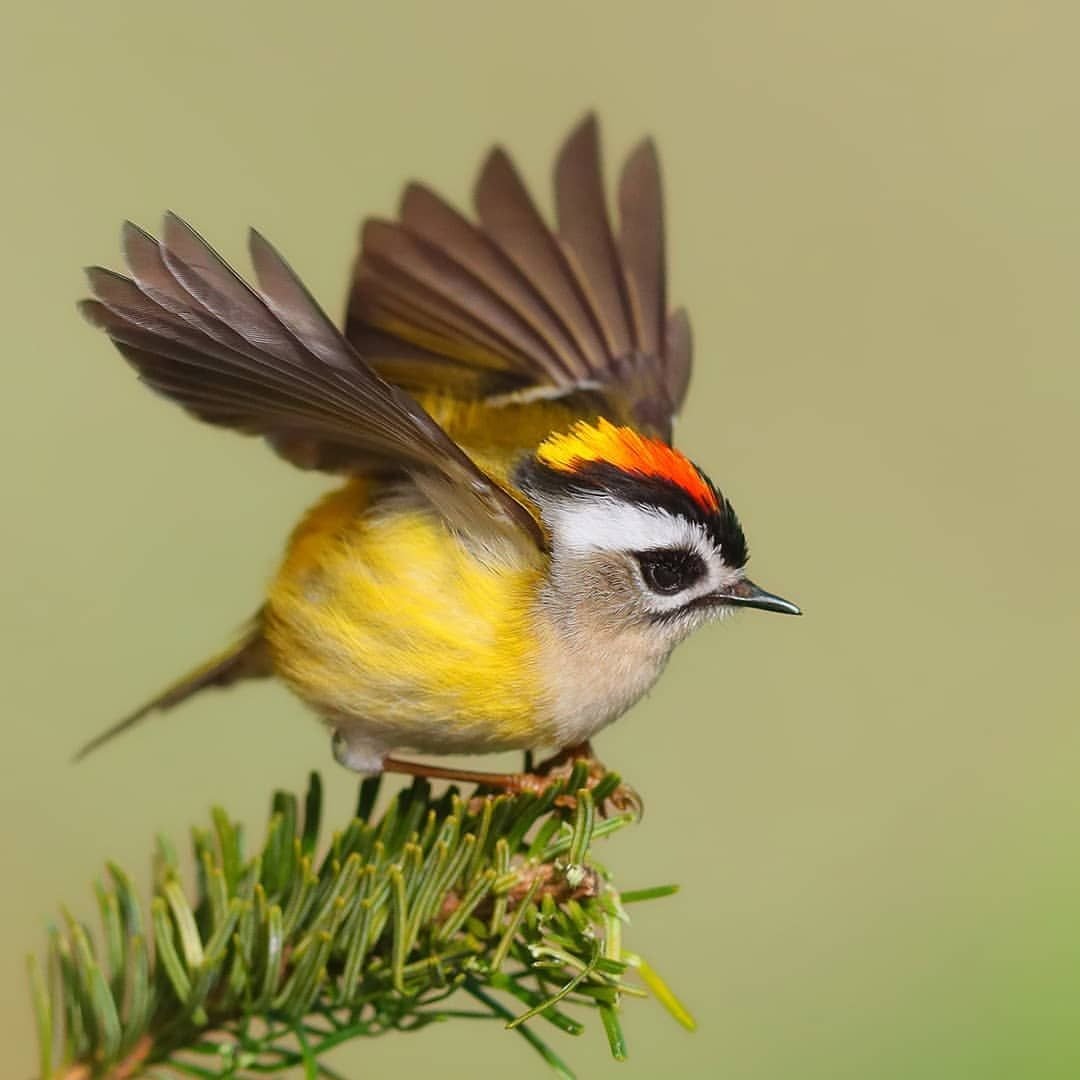 Красноголовый Королек