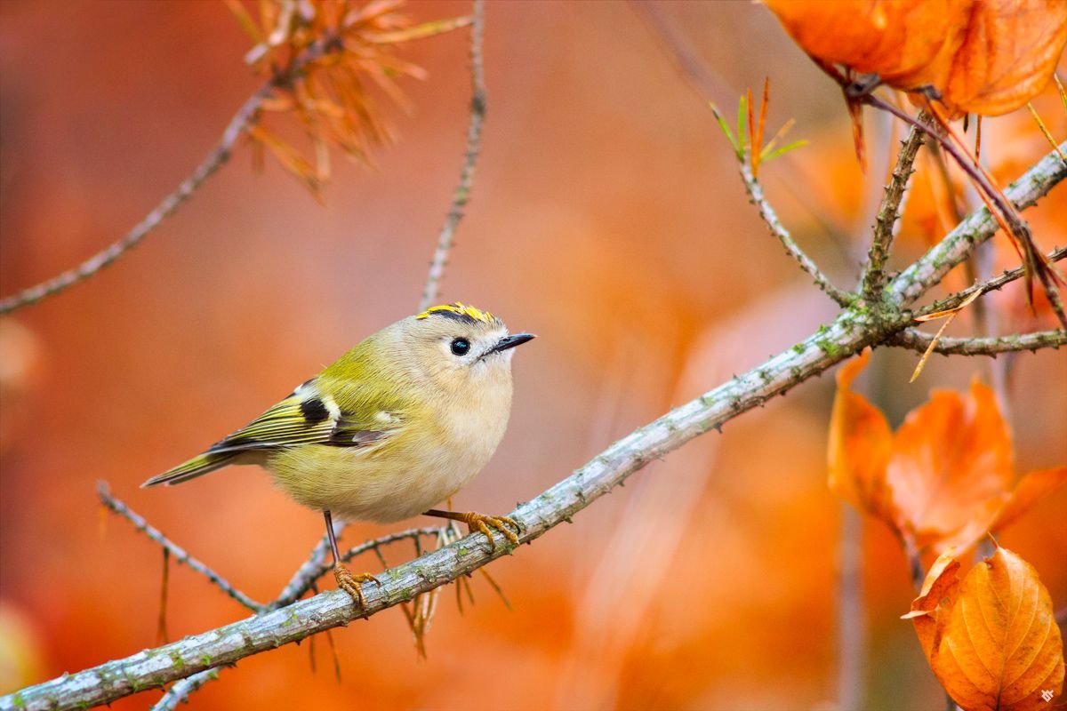 Желтоголовый королёк