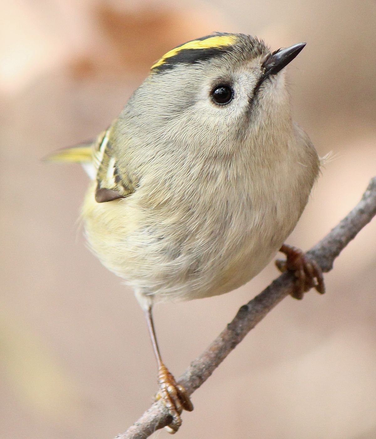 Птичка красноголовый королёк