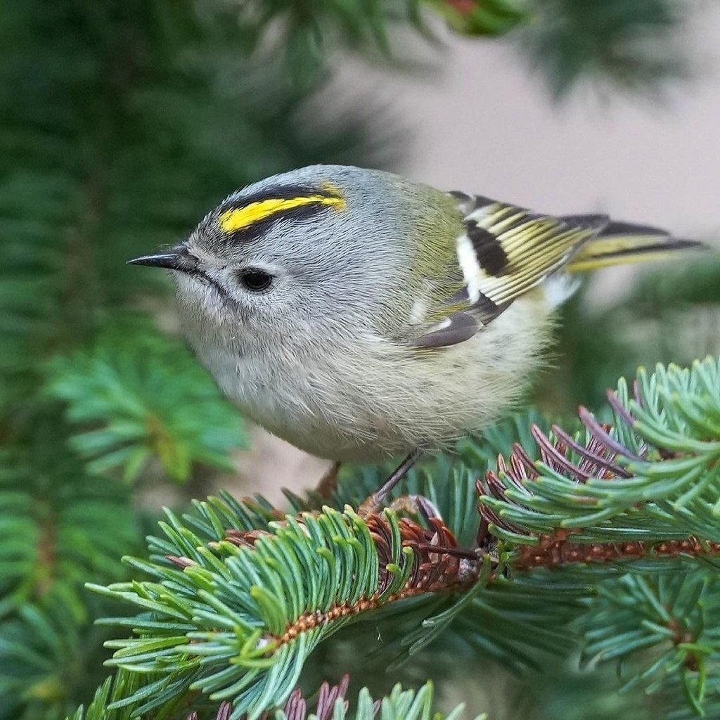 Желтоголовый королёк птица
