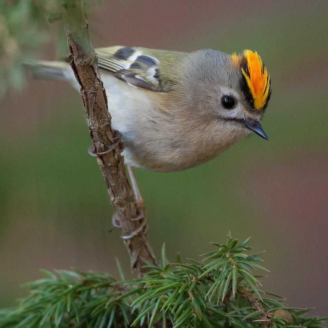 Птица Королек для детей