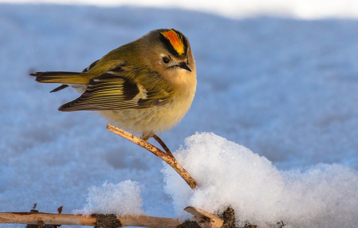 Ruby crowned Kinglet