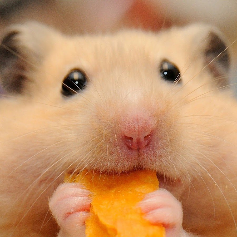 Смешные хомяки на аву