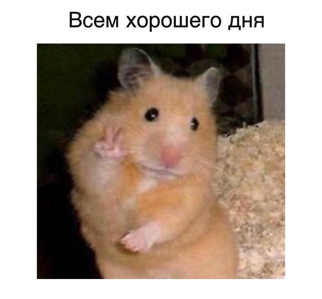 Смешные аватарки хомяков