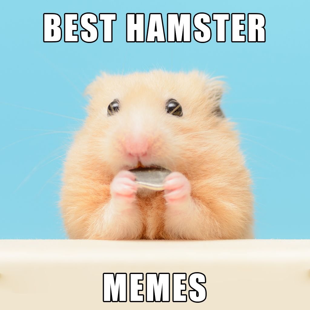 Hamster memes