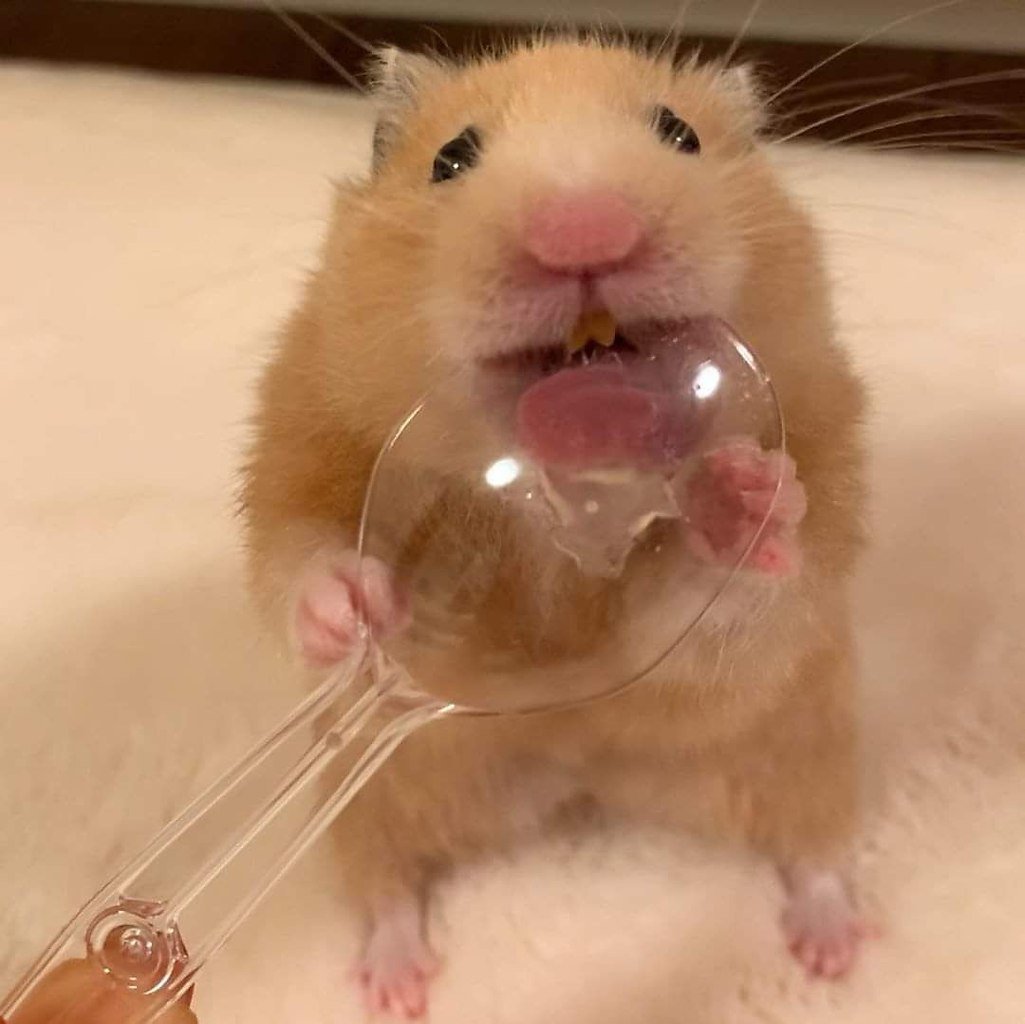 Крысиный коллектив