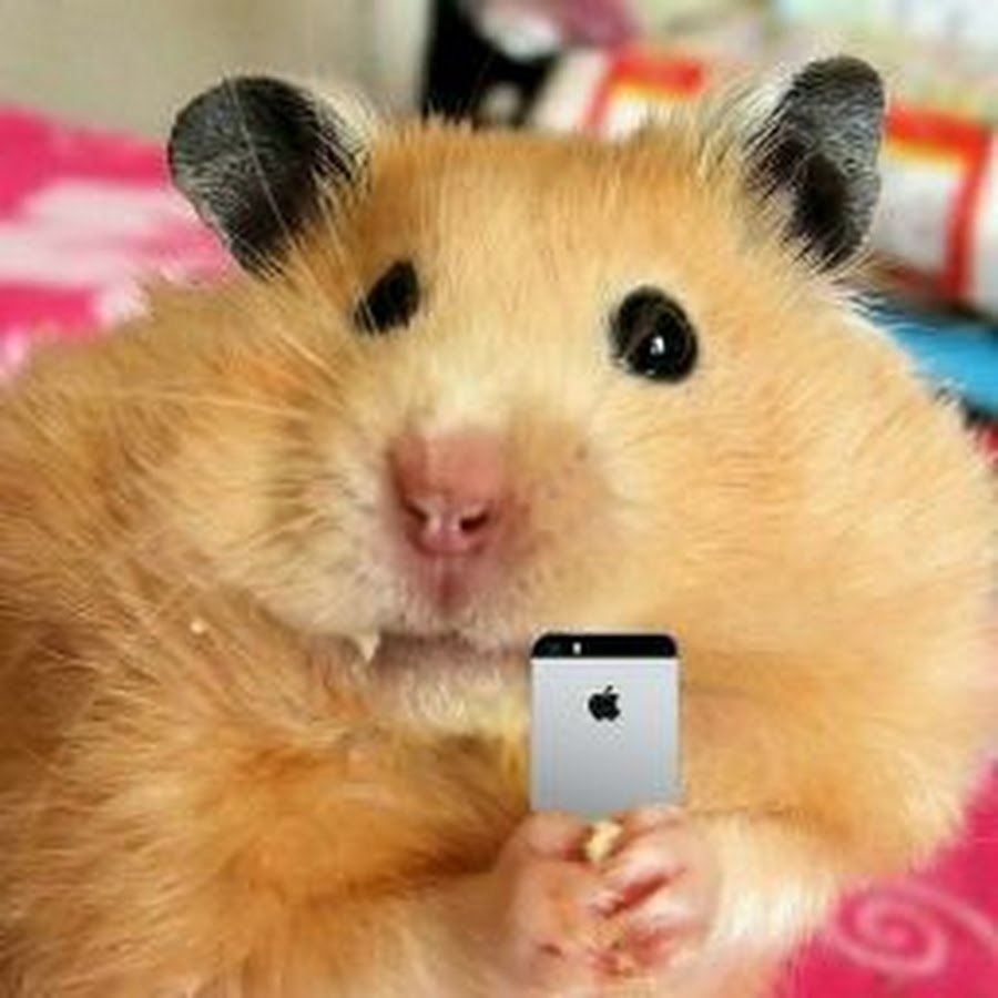 Хомяк с набитыми щеками