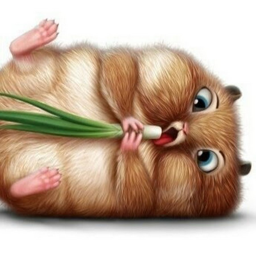 Сирийский хомяк прикол