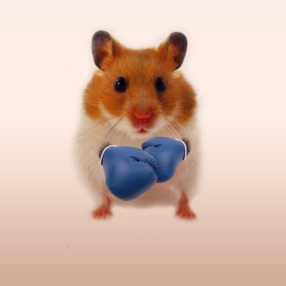 Хомяки мультяшки