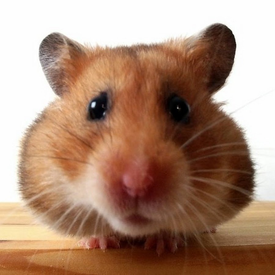 Хомяк Сеня Стикеры