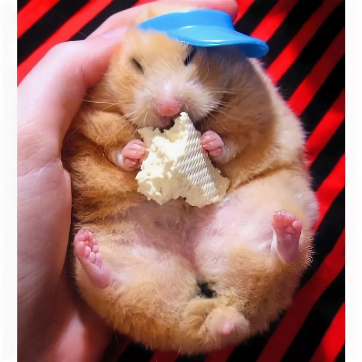 Хомяк с щечками