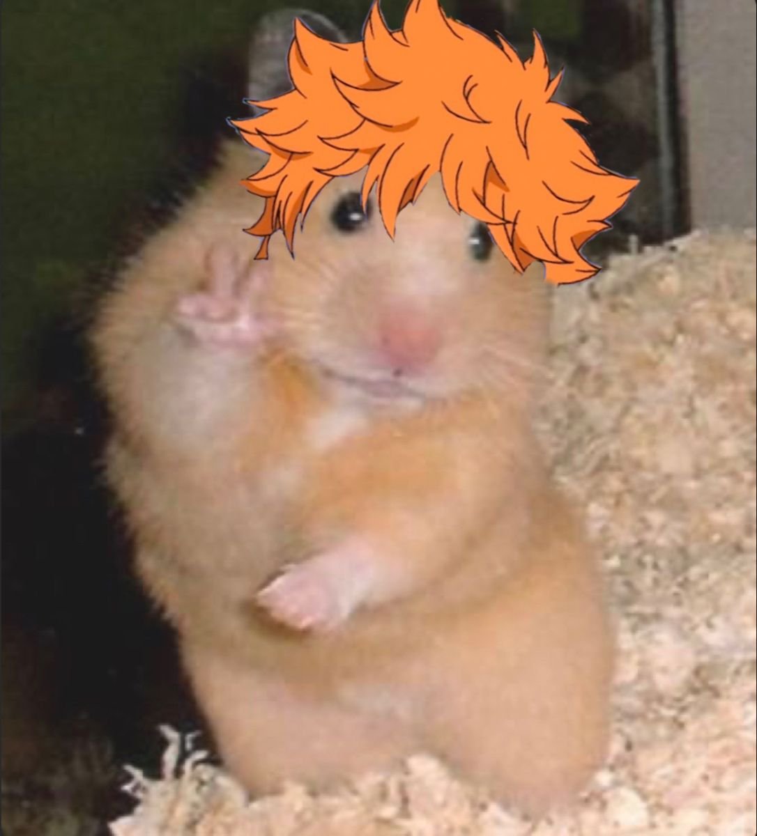 Смешные хомяки