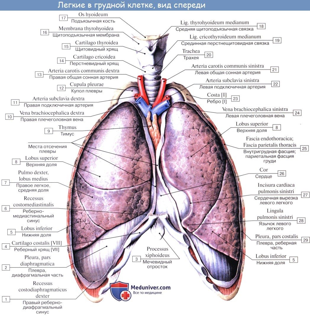 Легкие строение доли