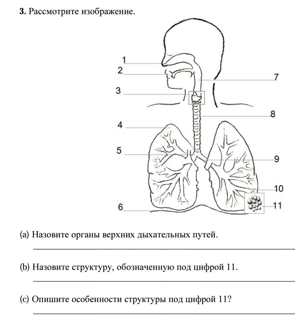 Лëкие рисунки для срисовки