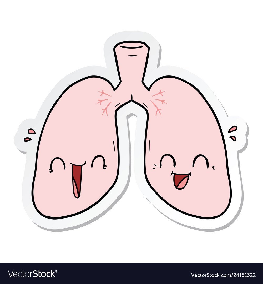 Четырёхкамерное сердце у человека