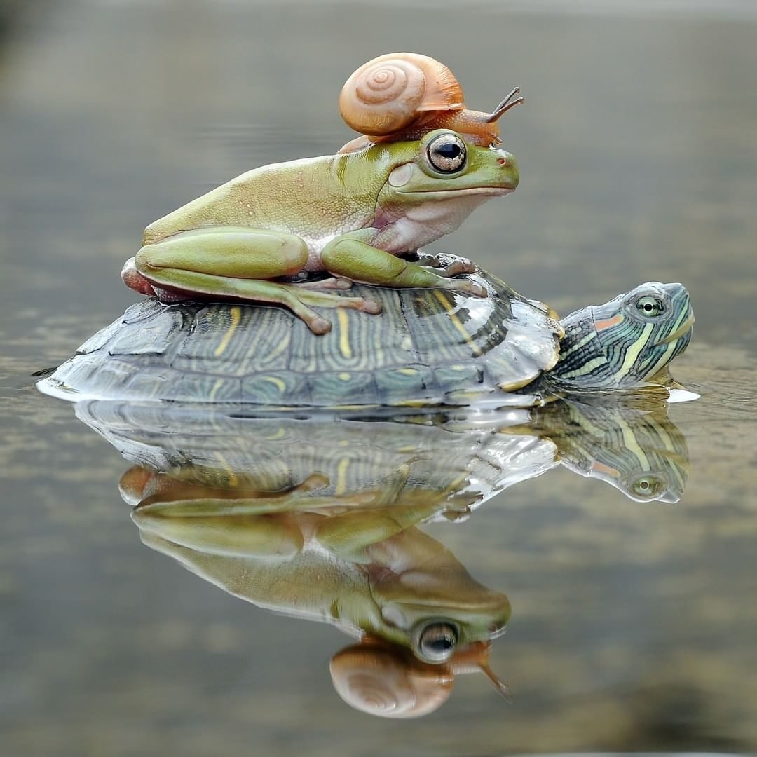 Лягушка черепаха