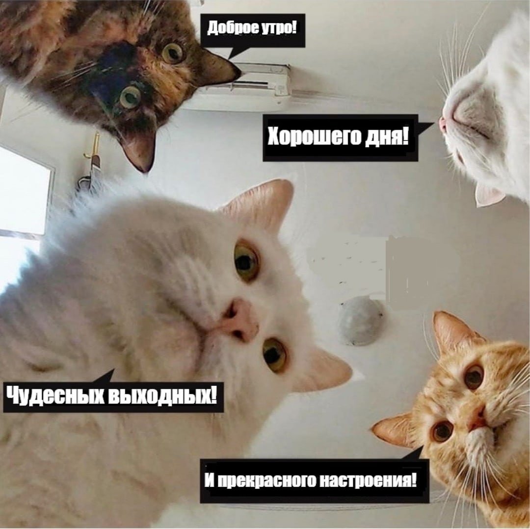 Кот булочка